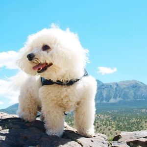 Meet your Posher, Diane